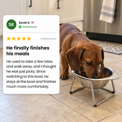 Allvero Orthopaedic Dog Feeder